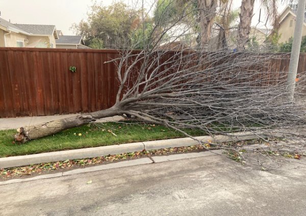 This tree on Lemoore's Constitution Avenue was felled by high winds on Monday (Oct. 11) morning.